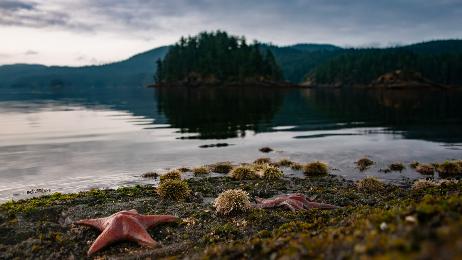 Sea kayaking along intertidal waters in British Columbia